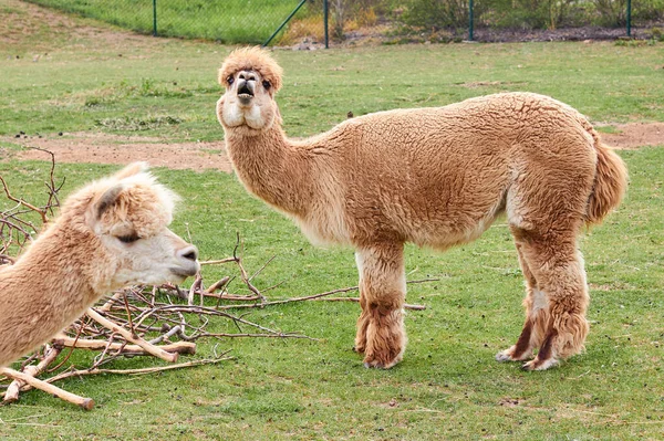 Dois alpaca, lhama ou lama em uma grama verde em um prado. Animais de criação . — Fotografia de Stock