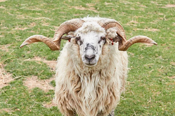 Um carneiro com chifres num prado verde num jardim zoológico. Animais de criação — Fotografia de Stock