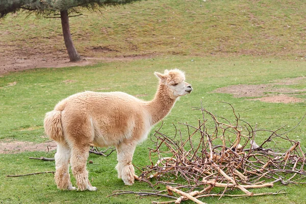 Alpaca, lhama ou lama em um prado verde perto de galhos de árvores. Animais de criação . — Fotografia de Stock