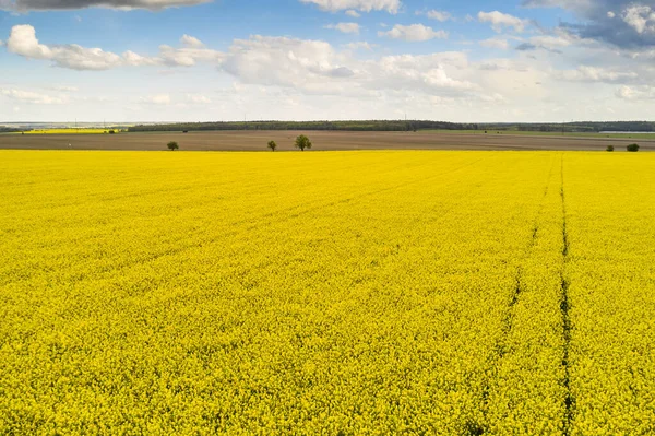 Rolniczy Krajobraz Rzepakowy Pole Linia Błękitny Niebo Koncepcja Produkcji Biopaliw — Zdjęcie stockowe