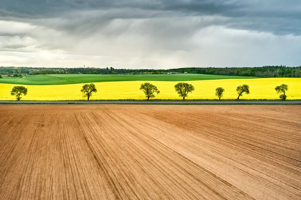 Panoramiczny Widok Puste Żółte Pola Rzepaku Oddzielone Burzliwymi Drzewami Brązowe — Zdjęcie stockowe