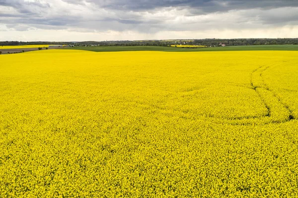 Paisaje Agrícola Campo Colza Con Línea Nubes Pesadas Antes Lluvia —  Fotos de Stock