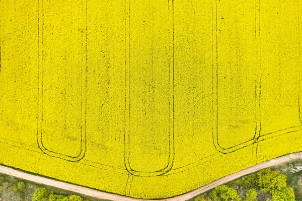 Visão Cima Campo Agrícola Amarelo Com Topos Árvore Primeiro Plano — Fotografia de Stock