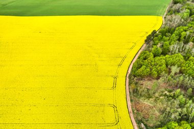 Bir tarafta parlak sarı ve yeşil tarlalar, diğer tarafta orman. Kolza tarlası ve yüksek ağaçlar arasındaki kırsal yol. Boşluğu kopyala