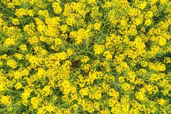 Ovanifrån rapsfröfält med gula blommor på våren. Produktion av biobränsle — Stockfoto