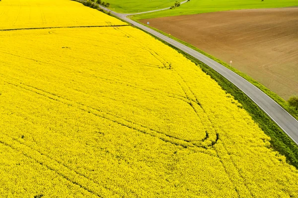 Vista panorámica de un camino de carretera entre un marrón vacío y un campo de colza de color amarillo brillante. Concepto de producción de biocombustible con espacio de copia —  Fotos de Stock