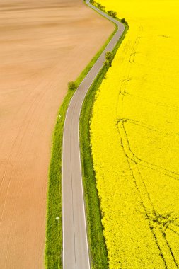 Kırsal bir yol boş ve sarı kolza tohumu tarlaları ile hasatçının bıraktığı desenleri ayırıyor. Baharda tarım alanının en üst görünümü.
