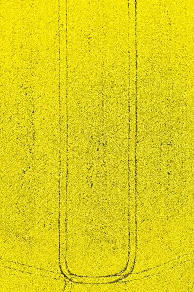 Top view on bright yellow rapeseed field with two lines left by tractor. Natural texture with copy space.