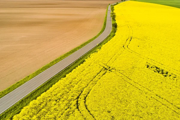 Vista panorámica de un camino de carretera entre un marrón vacío y un campo de colza de color amarillo brillante. Concepto de producción de biocombustible con espacio de copia —  Fotos de Stock