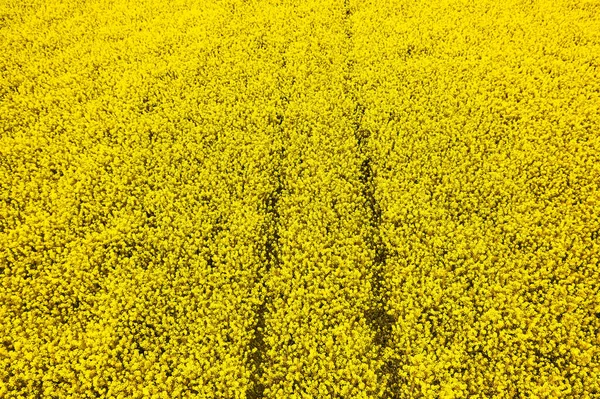 Top view of a rapeseed field with two straight lines left by harvester. Agriculture or biofuel production concept with copy space