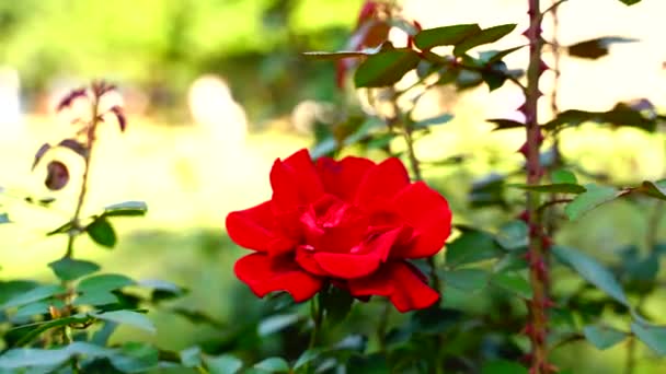 美丽的花朵在印度的特写背景下摇曳 — 图库视频影像