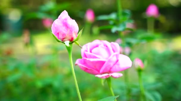 Прекрасна Квітка Гойдається Території Індії — стокове відео
