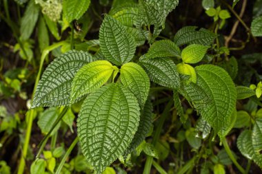 Tropikal yeşil yaprak ve çiçekli dikey bahçenin güzel doğa arka planı