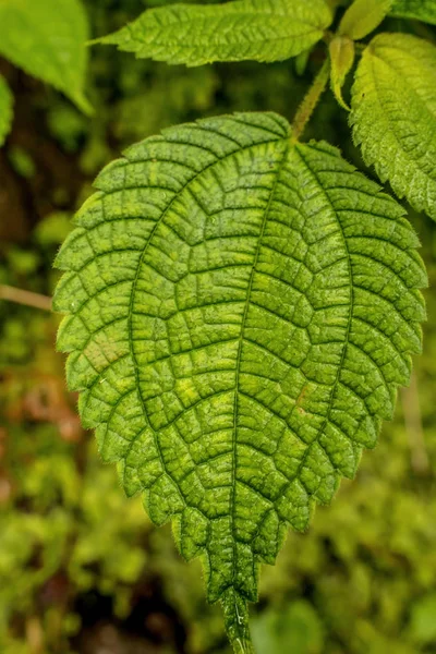 Hermosa Naturaleza Fondo Jardín Vertical Con Hoja Verde Tropical Flor —  Fotos de Stock