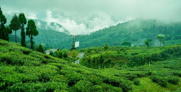 Darjeeling Bengala Occidental India Septiembre 2019 Hermosa Hoja Árboles Happy — Foto de Stock