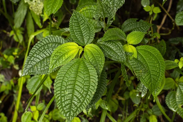 Tropikal yeşil yaprak ve çiçekli dikey bahçenin güzel doğa arka planı