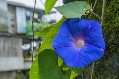 Tropikal yeşil yaprak ve çiçekli dikey bahçenin güzel doğa arka planı