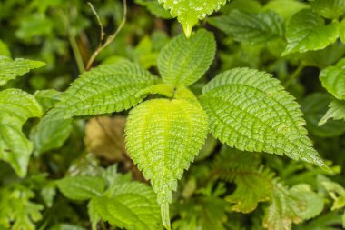 Tropikal yeşil yaprak ve çiçekli dikey bahçenin güzel doğa arka planı
