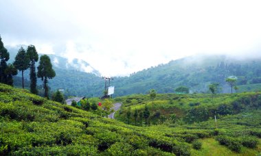Darjeeling, Batı Bengal / Hindistan - 24 Eylül 2019: Güzel Mutlu Vadi Çay Bahçesi yaprağı ve ağacı,