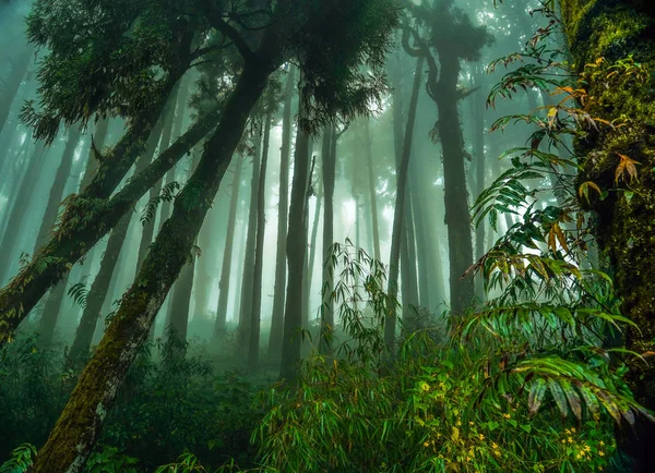 Bosque Verde Del Paisaje Una Caminata Las Montañas Del Himalaya —  Fotos de Stock