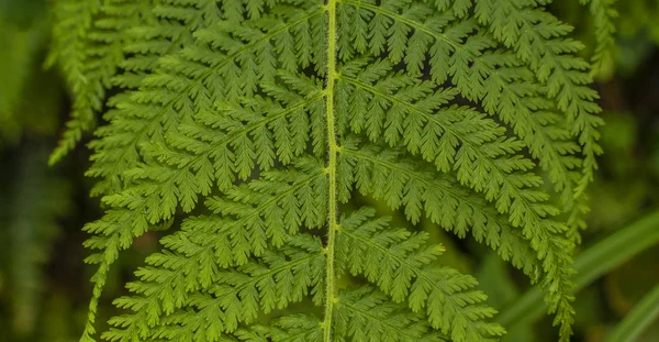 Hermosa Naturaleza Fondo Jardín Vertical Con Hoja Verde Tropical Flor —  Fotos de Stock