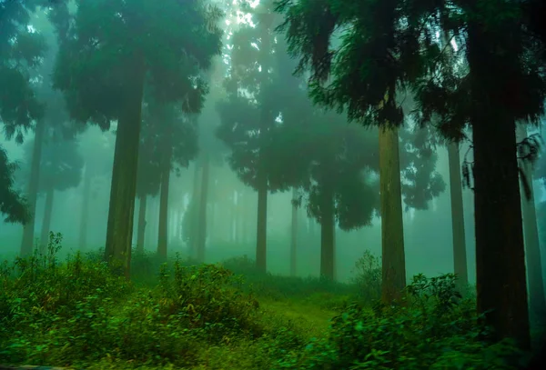 Forêt Paysage Vert Lors Une Randonnée Dans Les Montagnes Himalaya — Photo