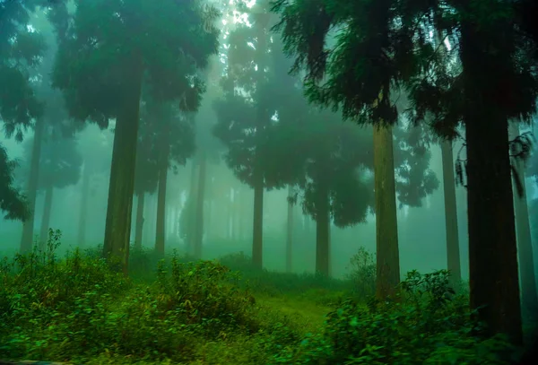Himalaya dağlarında yürüyüş yapan Yeşil Peyzaj Ormanı, Himachel Pradesh, Hindistan