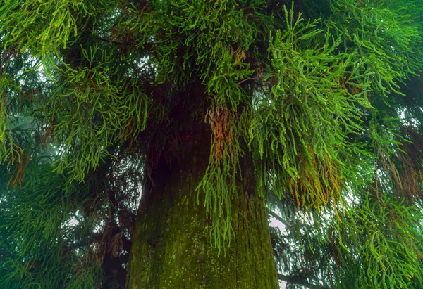 Forêt Paysage Vert Lors Une Randonnée Dans Les Montagnes Himalaya — Photo