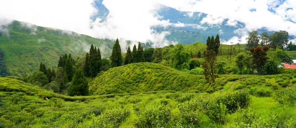 Darjeeling Bengala Occidental India Septiembre 2019 Hermosa Hoja Árboles Happy — Foto de Stock