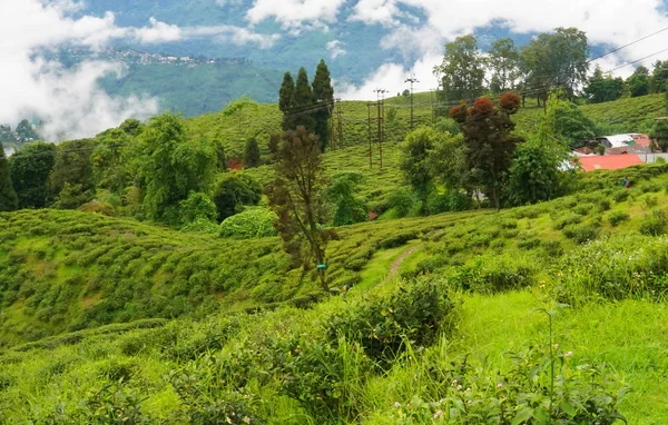 Darjeeling Bengala Occidentale India Settembre 2019 Bella Foglia Happy Valley — Foto Stock