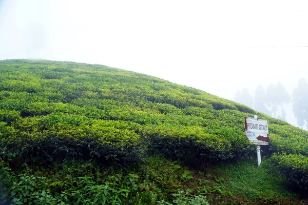 Darjeeling Bengala Occidentale India Settembre 2019 Bella Foglia Happy Valley — Foto Stock