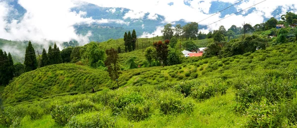 Darjeeling Bengala Occidental India Septiembre 2019 Hermosa Hoja Árboles Happy — Foto de Stock