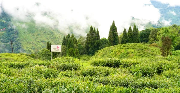 Darjeeling Bengala Occidentale India Settembre 2019 Bella Foglia Happy Valley — Foto Stock