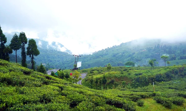 Darjeeling Bengale Occidental Inde Septembre 2019 Belle Feuille Arbre Happy — Photo