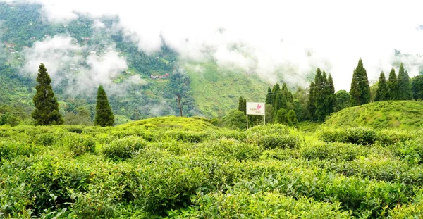 Darjeeling Bengala Occidentale India Settembre 2019 Bella Foglia Happy Valley — Foto Stock