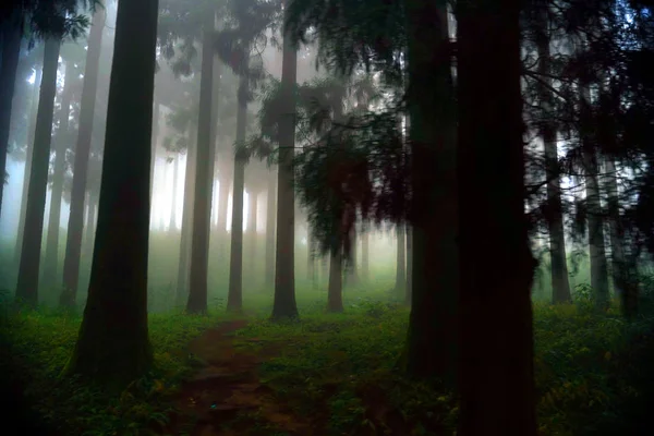 Forêt Paysage Vert Lors Une Randonnée Dans Les Montagnes Himalaya — Photo