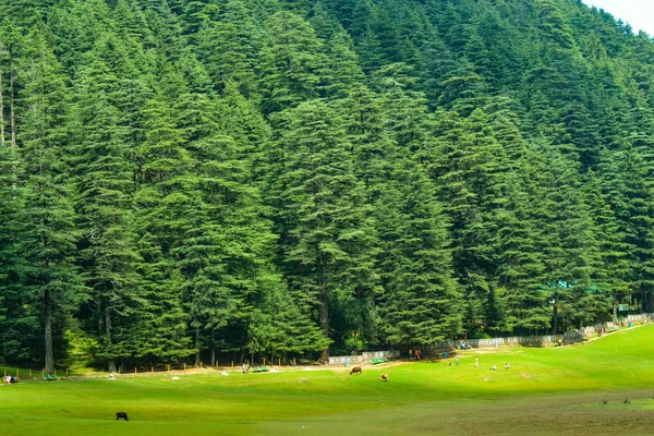 Khajjiar, la 'Mini Suiza de la India', como a menudo se le llama, es una pequeña estación de la colina en el estado indio del norte de Himachal Pradesh. . — Foto de Stock