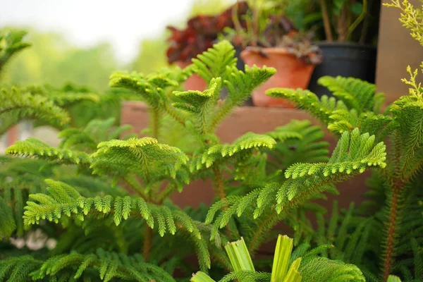 Schöne Blumen Blühen Garten — Stockfoto