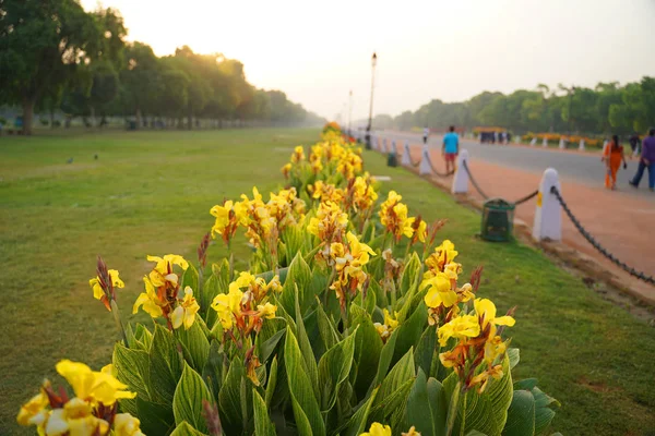 Beautiful Flowers Blooming Garden — Stock Photo, Image