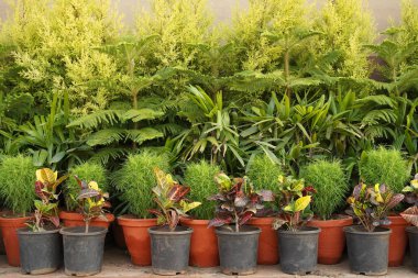 Güzel yaprak dokusu. Yaprak dokusu arkaplanı