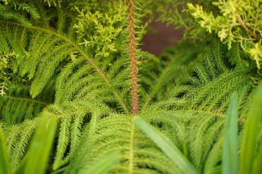 Güzel yaprak dokusu. Yaprak dokusu arkaplanı