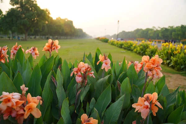 Beautiful flowers blooming in garden — Stock Photo, Image