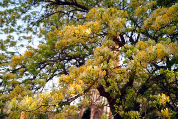 Bei fiori che fioriscono in giardino — Foto Stock