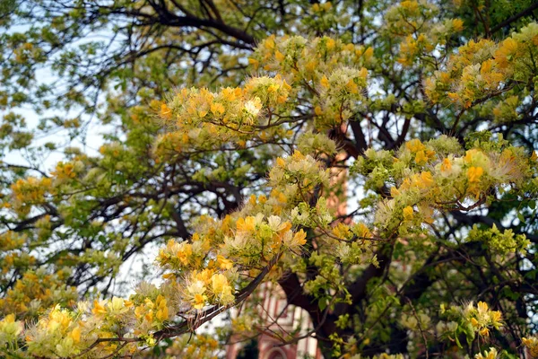 Hermosas flores floreciendo en el jardín — Foto de Stock