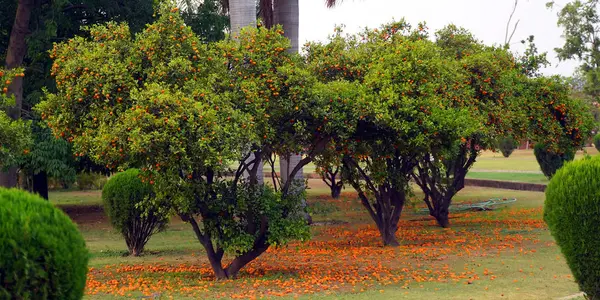 Vista panorâmica de um belo jardim paisagístico de estilo inglês com um gramado verde e uma cama de flores colorida — Fotografia de Stock