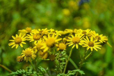 Tropikal yeşil yaprak ve çiçekli dikey bahçenin güzel doğa arka planı