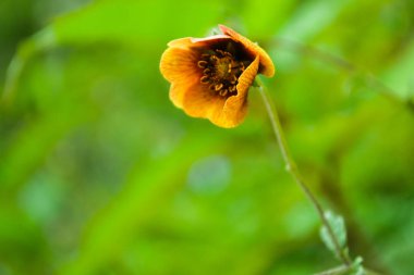 Tropikal yeşil yaprak ve çiçekli dikey bahçenin güzel doğa arka planı