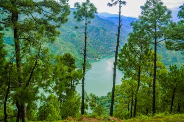 Himalaya dağlarında yürüyüş yapan Yeşil Peyzaj Ormanı, Himachel Pradesh, Hindistan