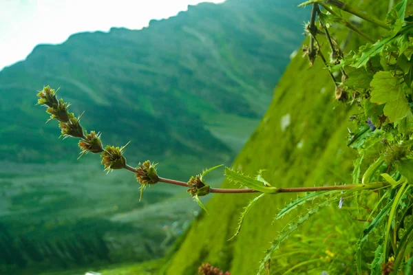Зеленый Ландшафтный Лес Время Похода Алаянских Горах Химачал Прадеш Индия — стоковое фото