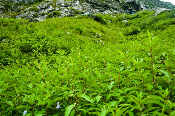 ヒマラヤ山脈のハイキング中の緑の風景の森 ヒマヘル プラデシュ州 インド — ストック写真